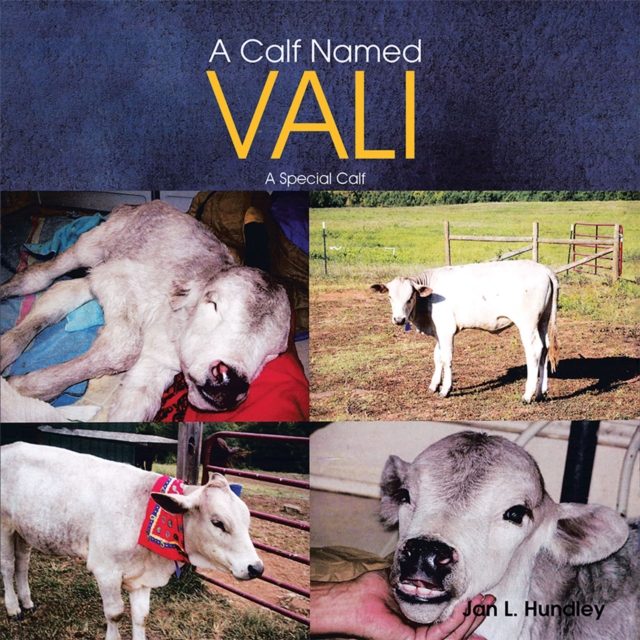 Calf Named Vali