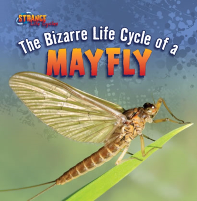 Bizarre Life Cycle of a Mayfly
