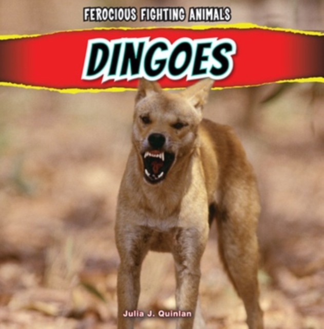 Dingoes
