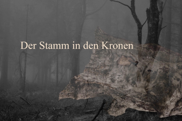 Der Stamm in den Kronen