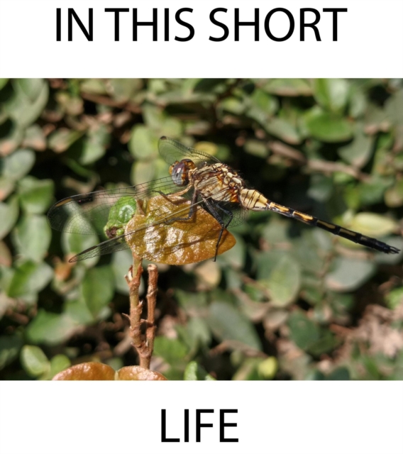 In This Short Life