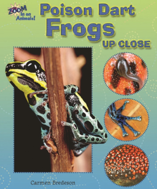 Poison Dart Frogs Up Close