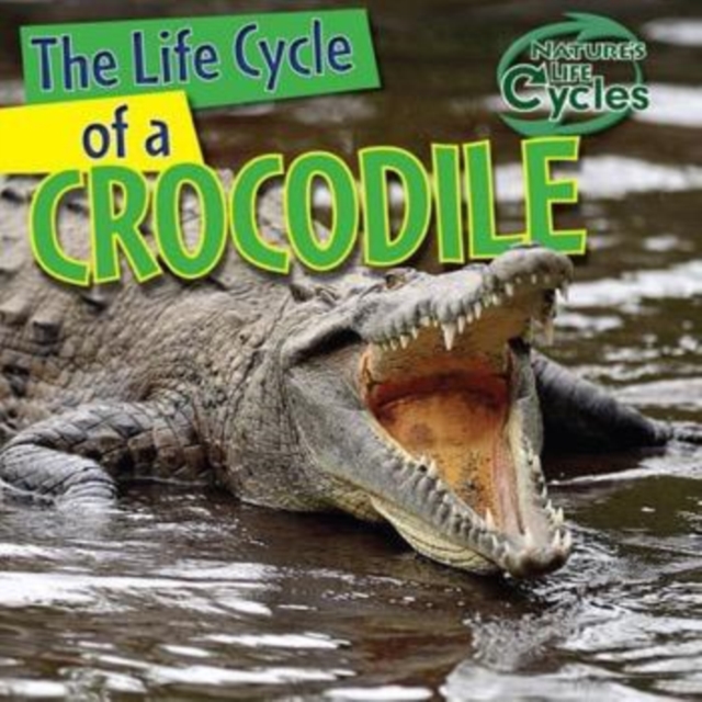 Life Cycle of a Crocodile