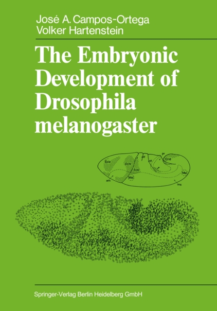 Embryonic Development of Drosophila melanogaster