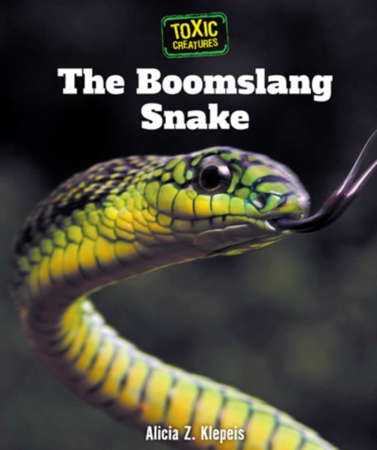 Boomslang Snake