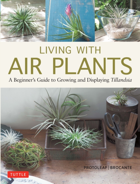 Living with Air Plants
