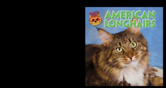 American Longhairs