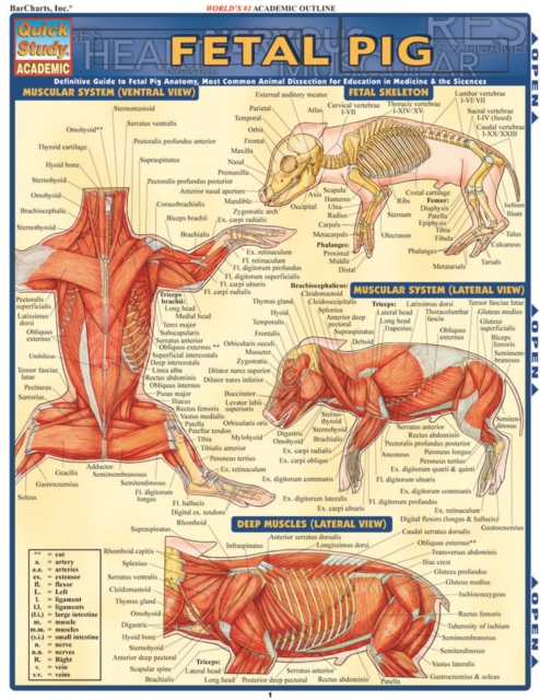 Fetal Pig