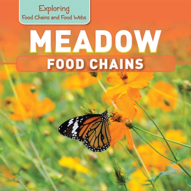Meadow Food Chains