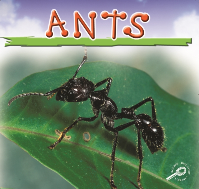 Ants