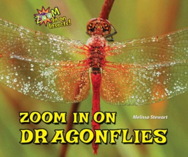 Zoom in on Dragonflies