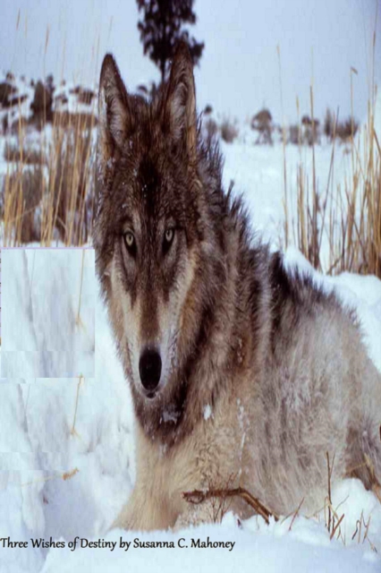 Three Wishes of Destiny