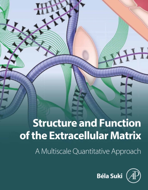 Structure and Function of the Extracellular Matrix