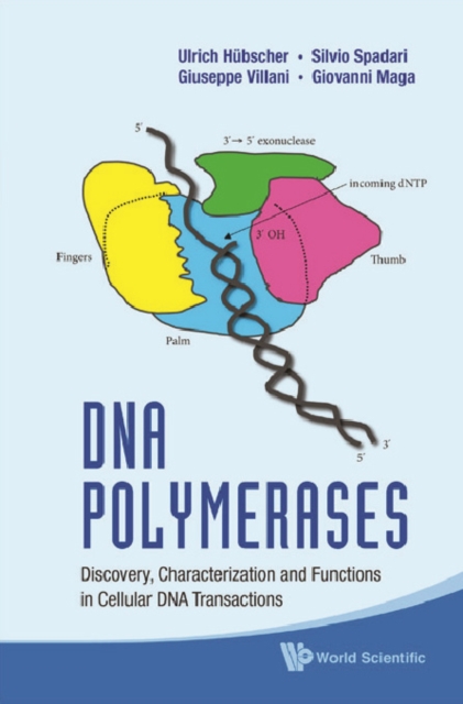 Dna Polymerases: Discovery, Characterization And Functions In Cellular Dna Transactions