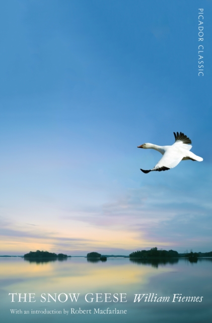 Snow Geese