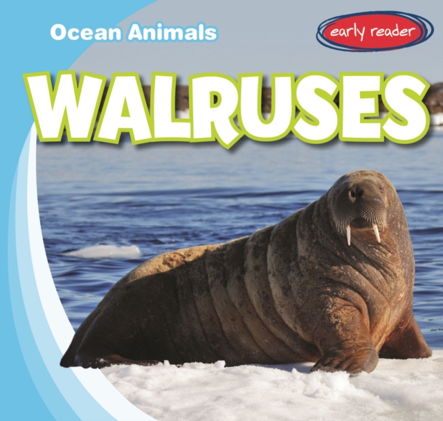 Walruses
