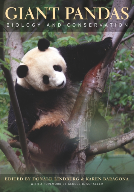 Giant Pandas