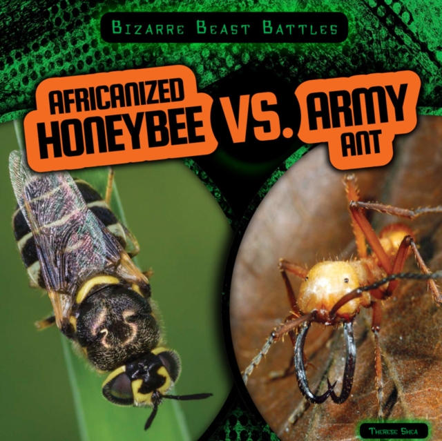 Africanized Honeybee vs. Army Ant