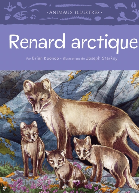 Renard arctique