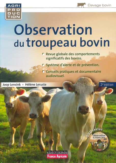 Observation du troupeau bovin