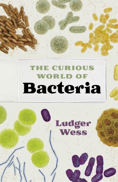 Curious World of Bacteria