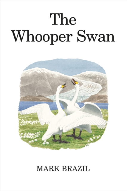 Whooper Swan