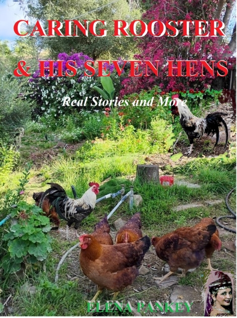 Caring Rooster & His Seven Hens. Real Stories and More