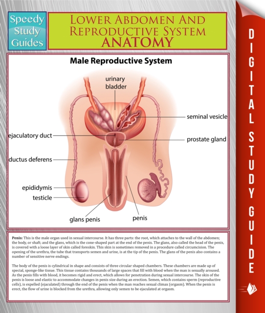 Lower Abdomen And Reproductive System Anatomy (Speedy Study Guide)