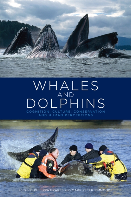 Whales and Dolphins