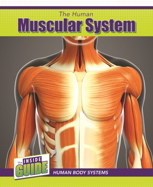 Human Muscular System