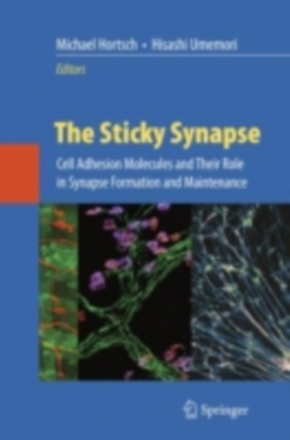 Sticky Synapse
