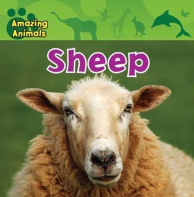 Sheep