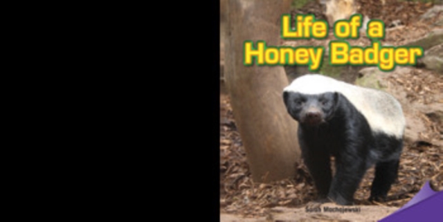 Life of a Honey Badger