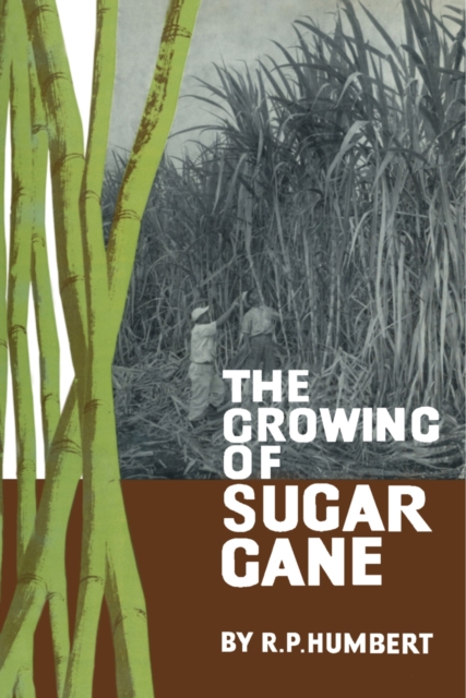 Growing of Sugar Cane