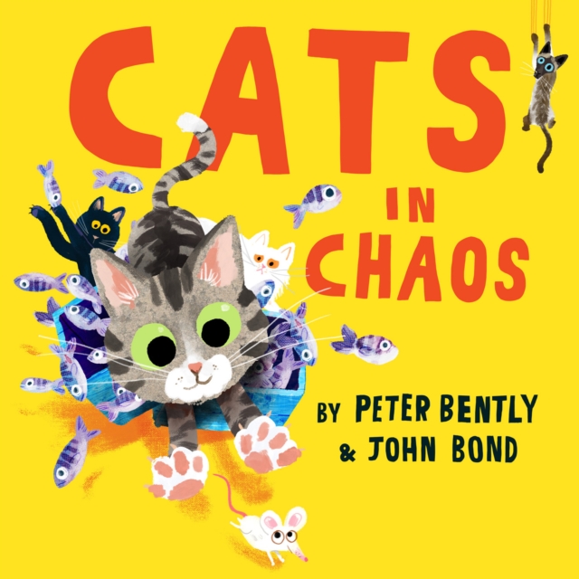 Cats in Chaos