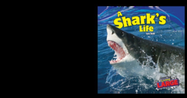Shark's Life
