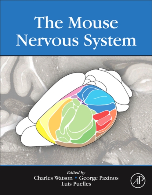 Mouse Nervous System