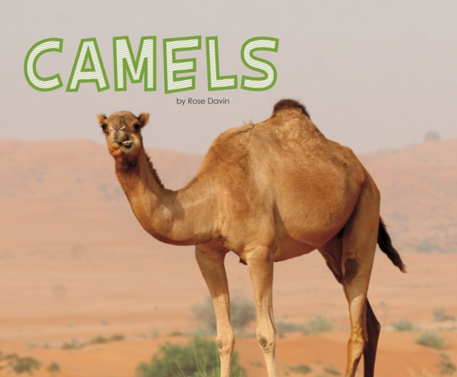 Camels