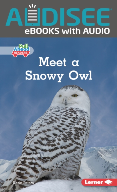 Meet a Snowy Owl