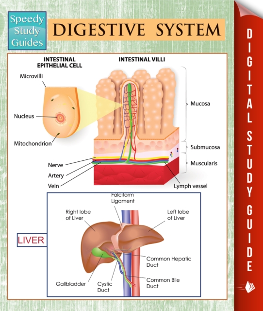 Digestive System (Speedy Study Guides)