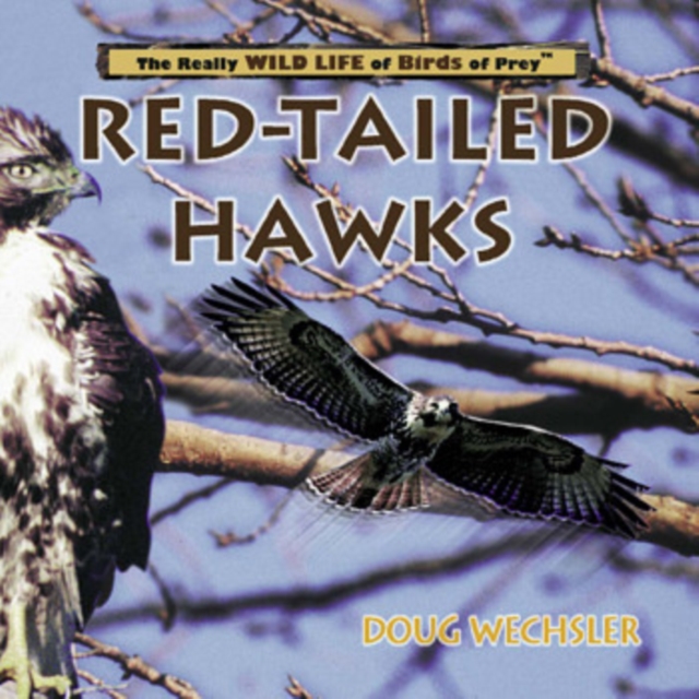 Red-Tailed Hawks