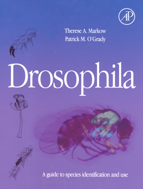 Drosophila