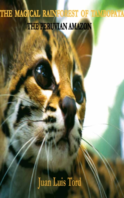 The magical rainforest of Tambopata: The peruvian Amazon