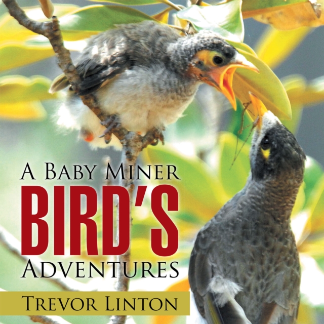 Baby Miner Bird'S Adventures