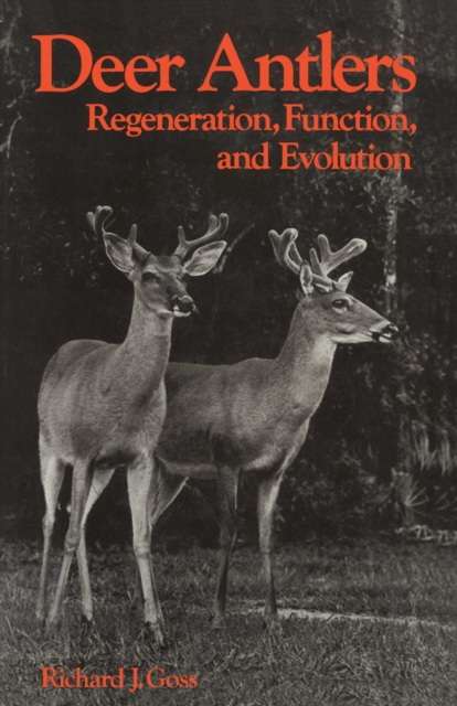 Deer Antlers