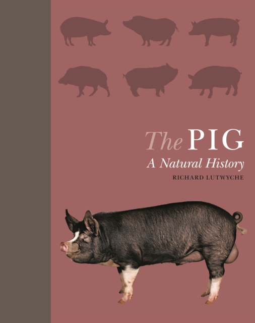 Pig