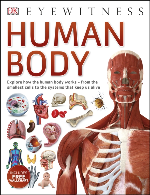 Human Body