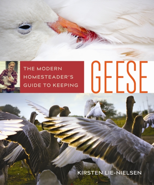 Modern Homesteader's Guide to Keeping Geese