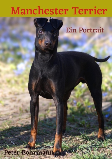 Manchester Terrier