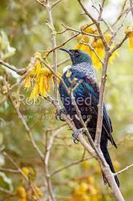 50 Events of Hazrat Sultan Bahu